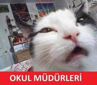 Kediler Öğretmen Olursa