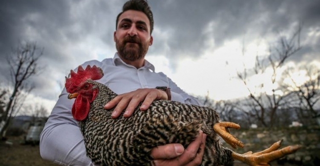 Tavuklara Mozart Dinletti, Yumurta Sayısı Yüzde 20 Artış Gösterdi