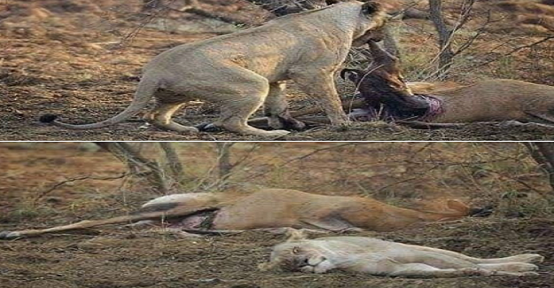 'Dişi aslan avladığı ceylanı yemeye başlarken karnında yavrusu olduğunu fark eder.