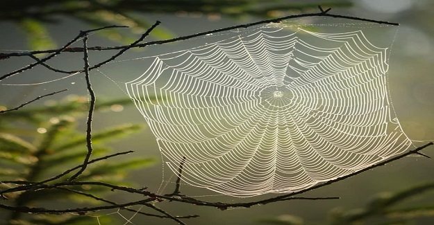 Doğada Pazar yok.... Örümcek ağı