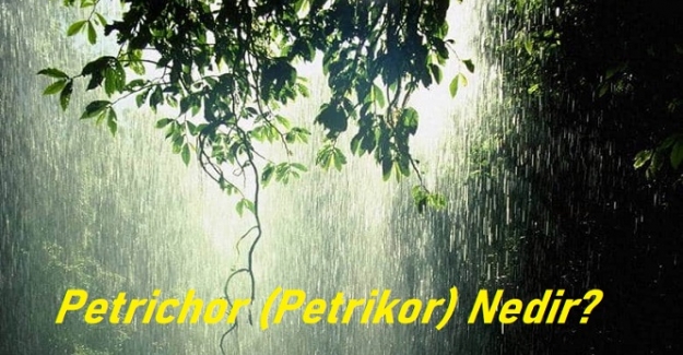 Petrichor (Petrikor) Nedir?