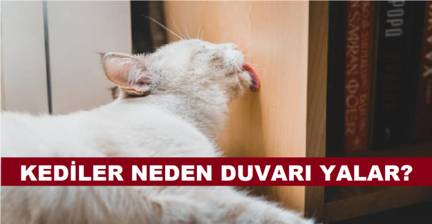 Kediler Neden Duvarı Yalıyor?