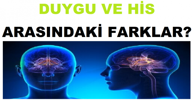 Duygu ve His Arasındaki Farklar?