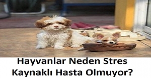 Hayvanlar Neden Stres Kaynaklı Hasta Olmuyor? 