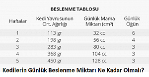 Kedilerin Günlük Beslenme Miktarı Ne Kadar Olmalı?