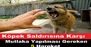 Köpek saldırırsa ne yapmak gerekir?