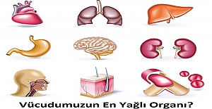 Vücudumuzun En Yağlı Organı?