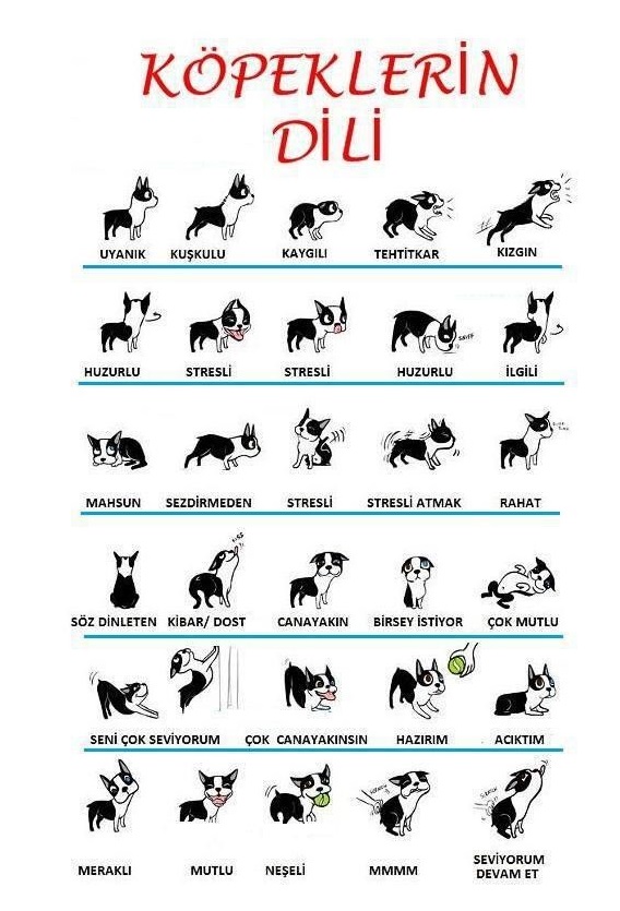 Köpeklerin Beden Dili
